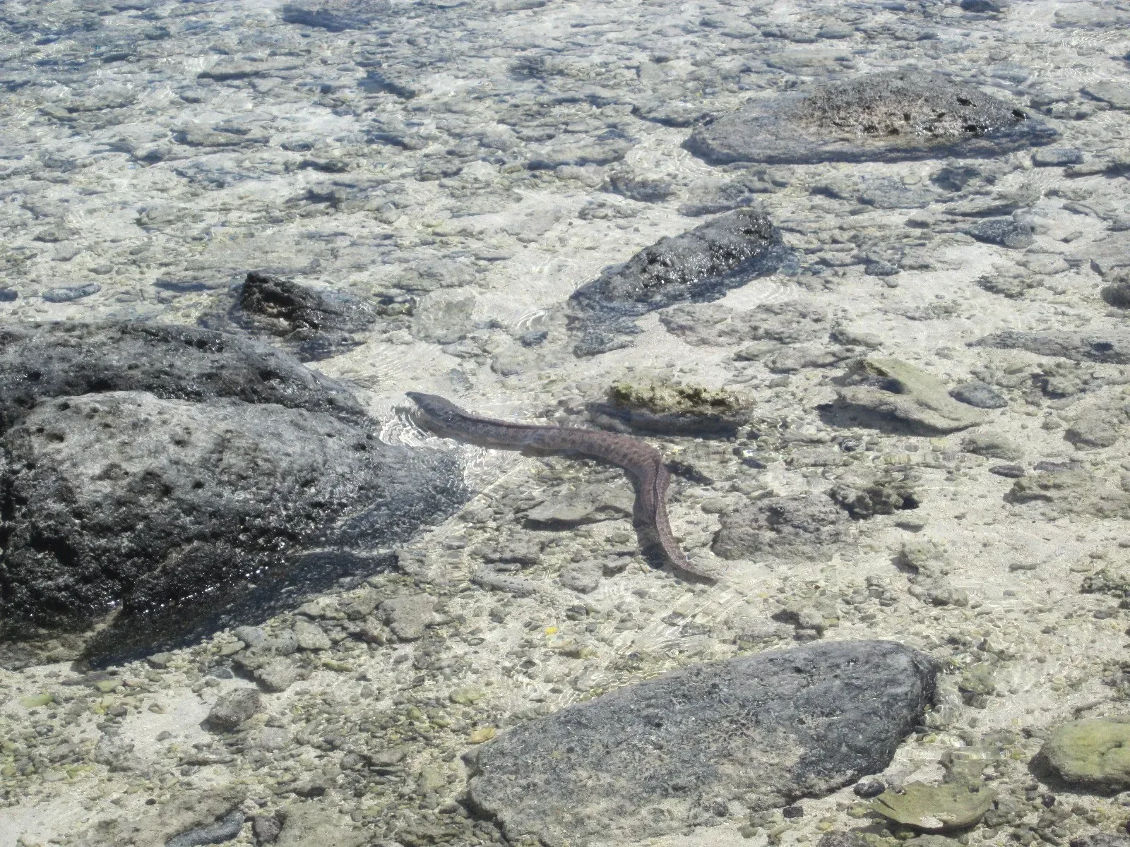 Eel in the Wallis Lagoon