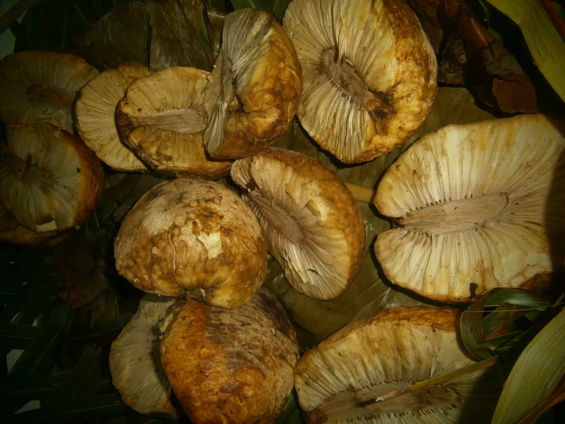Cooked Breadfruit (Mei), Wallis
