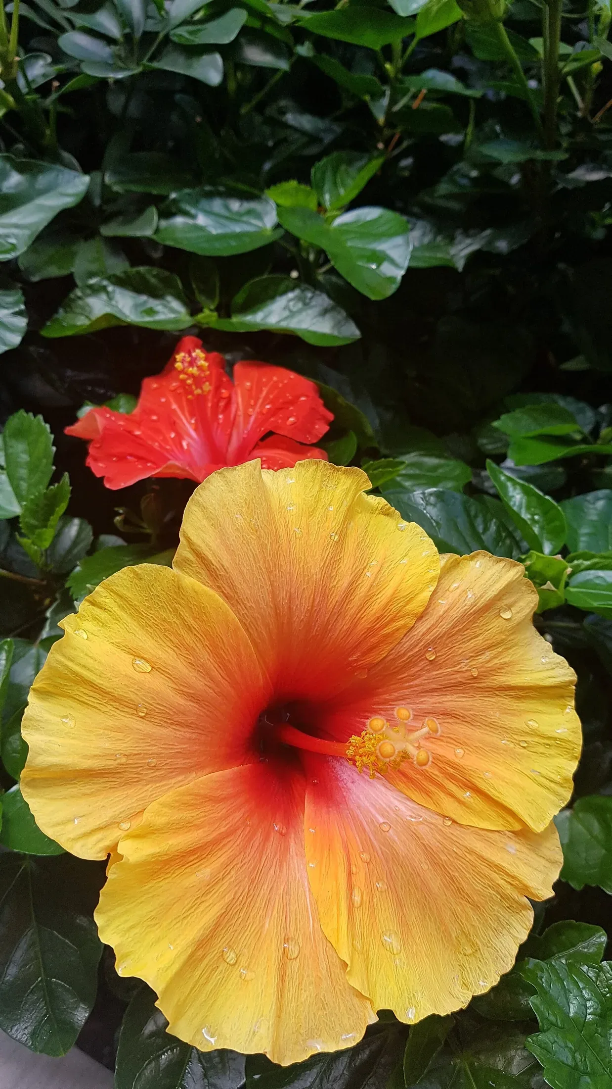 Hibiscus Flower (Kaute)