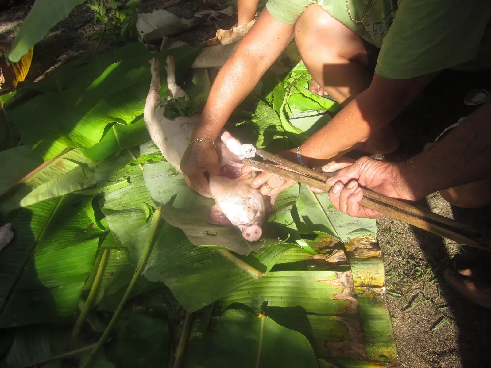 Pig Stuffed with Hot Stones